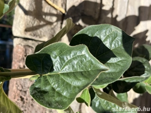 Birsalma   Konstantinápoly   Cydonia oblonga - konténeres - kép 2