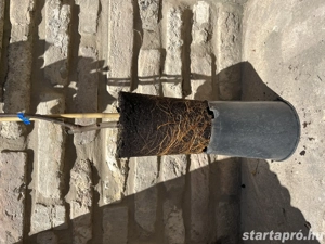 Birsalma   Konstantinápoly   Cydonia oblonga - konténeres - kép 3