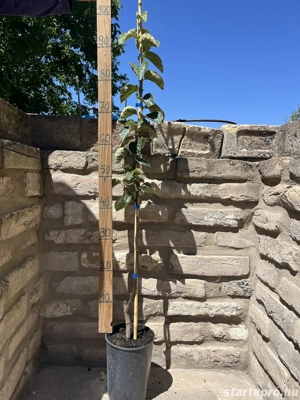 Birsalma   Konstantinápoly   Cydonia oblonga - konténeres