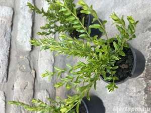 Lonicera nitida 'Maigrün' - mirtuszlonc - Méret: 20 40 - kép 5