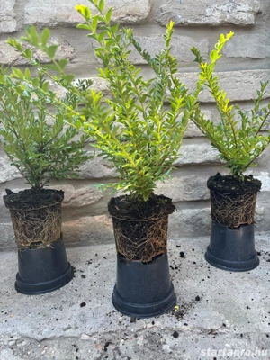 Lonicera nitida 'Maigrün' - mirtuszlonc - Méret: 20 40 - kép 4