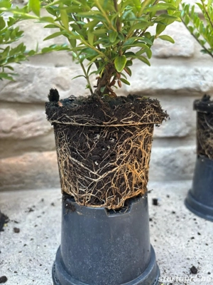 Lonicera nitida 'Maigrün' - mirtuszlonc - Méret: 20 40