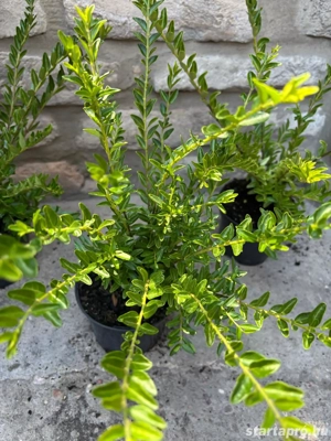 Lonicera nitida 'Maigrün' - mirtuszlonc - Méret: 20 40 - kép 2