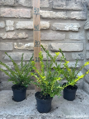 Lonicera nitida 'Maigrün' - mirtuszlonc - Méret: 20 40 - kép 3