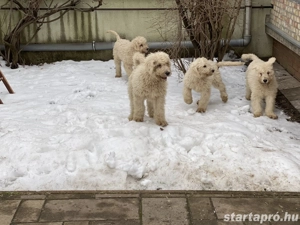 Komondor fajta jellegű szuka kiskutyák - kép 2