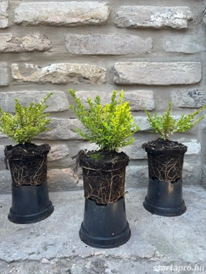 Lonicera nitida Lemon Beauty   Sárga tarka levelű mirtuszlonc - kép 3