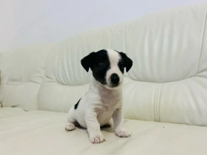 Jackrussell terrier kislány kutyusok - kép 2