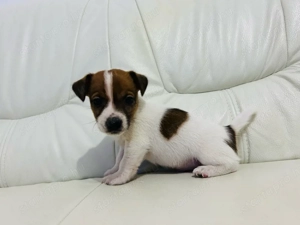 Jackrussell terrier kislány kutyusok - kép 3