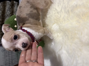 különleges színű Csivava kislány - kép 3