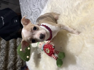 különleges színű Csivava kislány - kép 2