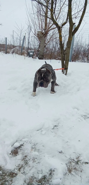 American Bully kan fedez - kép 3