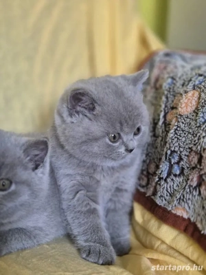 Brit kék rövid szörű gyönyörű cica babák szerető gadikat keresnek! - kép 3
