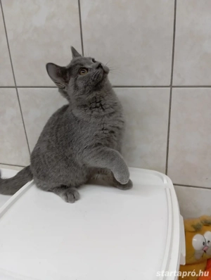 Karthauzi cica. - kép 5