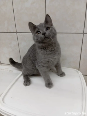 Karthauzi cica. - kép 4