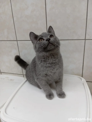 Karthauzi cica. - kép 2