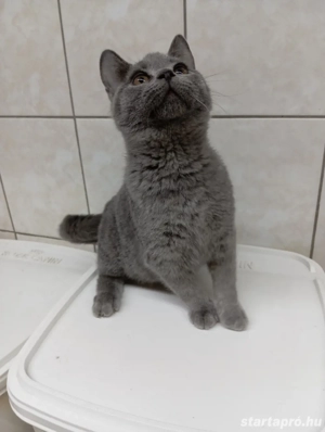 Karthauzi cica. - kép 3