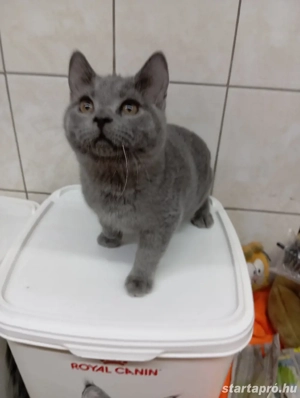 Karthauzi cica. - kép 12