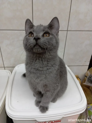 Karthauzi cica. - kép 13