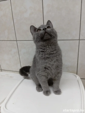 Karthauzi cica. - kép 6