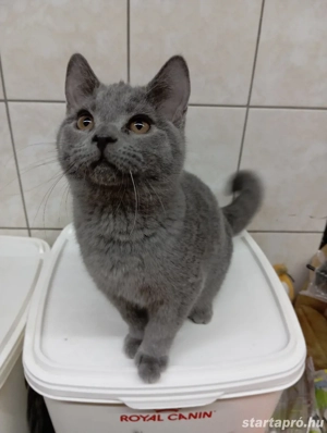 Karthauzi cica. - kép 7