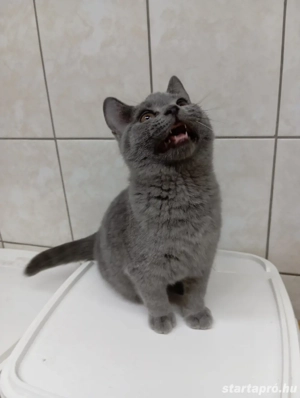 Karthauzi cica. - kép 10