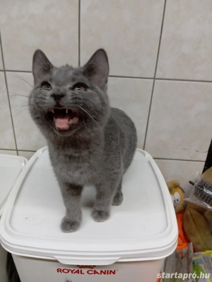 Karthauzi cica. - kép 8