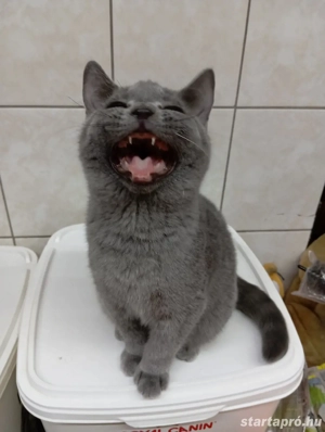 Karthauzi cica. - kép 11