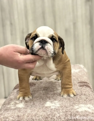 Angol bulldog kiskutyák - kép 3