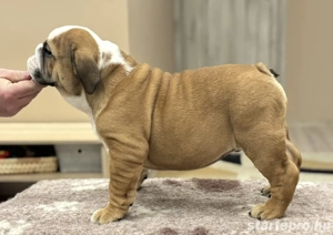 Angol bulldog kiskutyák - kép 4