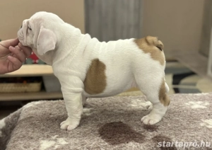 Angol bulldog kiskutyák - kép 2