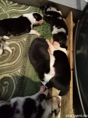 Border collie kiskutyák előjegyezhetőek!! - kép 4