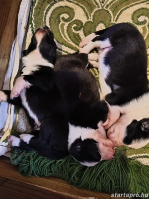Border collie kiskutyák előjegyezhetőek!! - kép 5