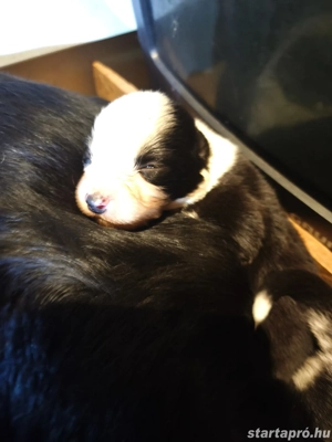 Border collie kiskutyák előjegyezhetőek!! - kép 3