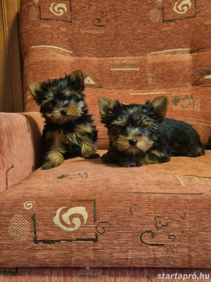 Mini yorki kislány és kisfiú kiskutyák eladók - kép 4