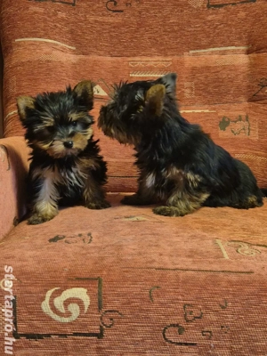 Mini yorki kislány és kisfiú kiskutyák eladók - kép 7