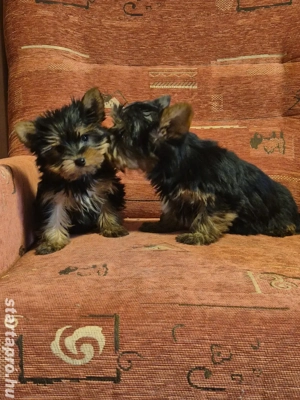 Mini yorki kislány és kisfiú kiskutyák eladók - kép 3