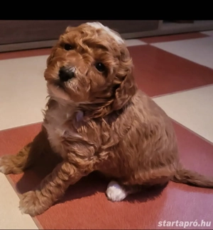 Cegléden uszkár  - kép 2