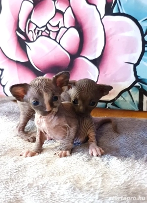 Szfinx kismacska eladó - kép 5