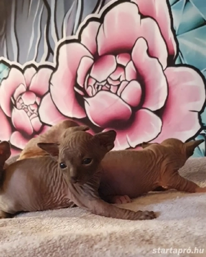 Szfinx kismacska eladó - kép 2