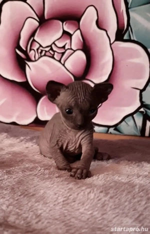 Szfinx kismacska eladó - kép 3