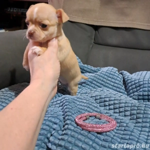 Aprócska csivava kiskutyák - kép 2