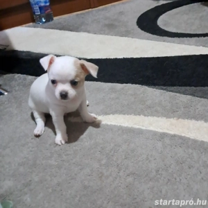 Aprócska csivava kiskutyák - kép 5