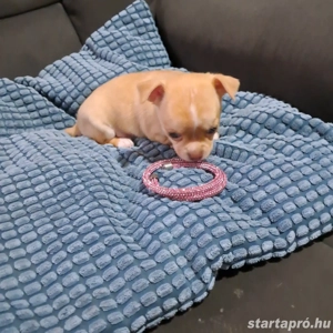 Gyönyörű csivava kislányok