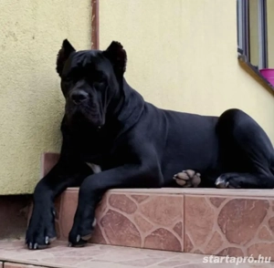 Cane corso kiskutyák  - kép 4