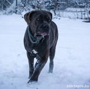 Cane corso kiskutyák  - kép 3