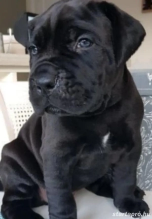 Cane corso kiskutyák 
