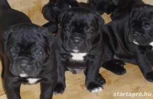 Cane corso kiskutyák  - kép 2