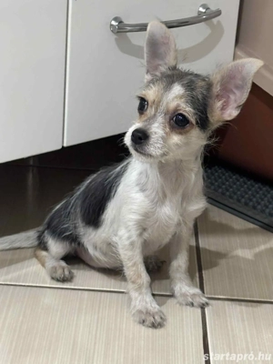 Csivava extramini kislány bocifoltos 