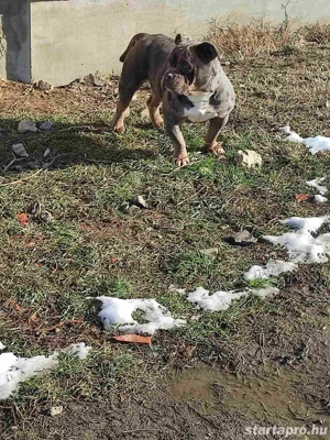 American bully fajtatiszta jellegű 