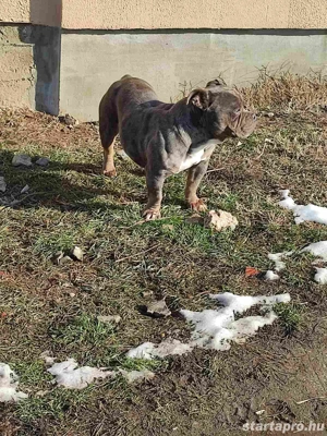 American bully fajtatiszta jellegű  - kép 2